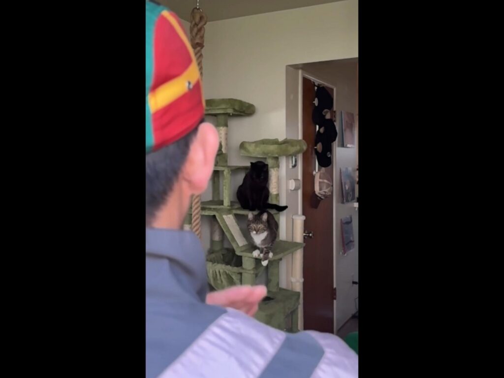 キャットタワーに座る黒猫と縞模様の猫