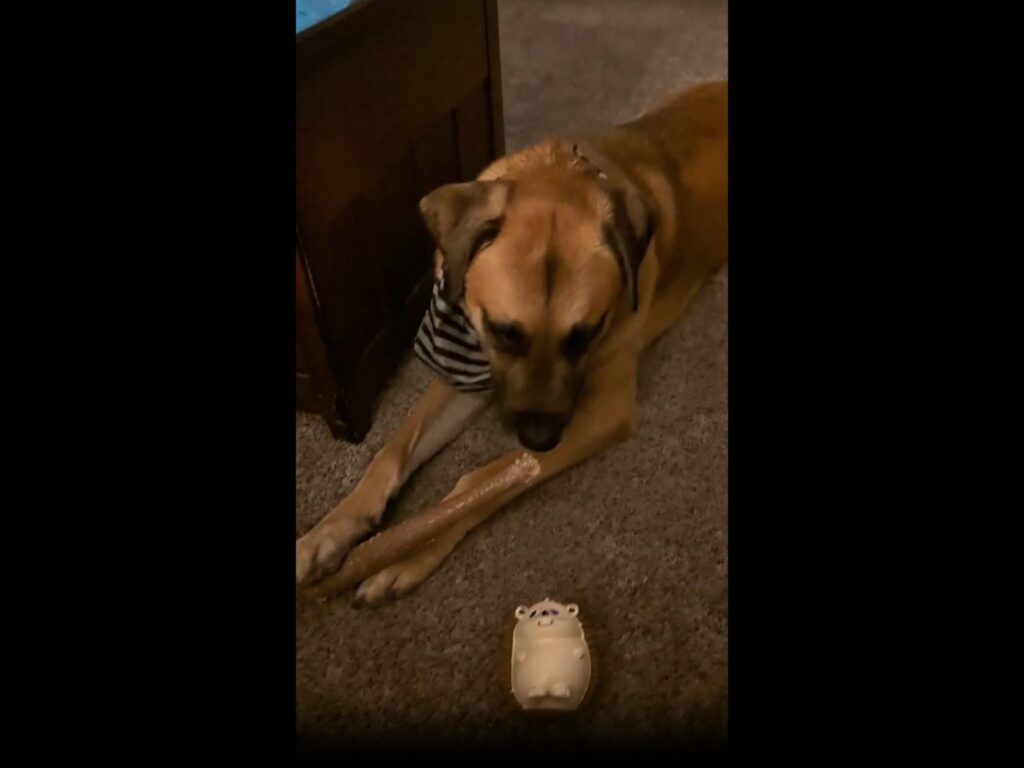 茶色の犬が伏せて骨を噛んでいる