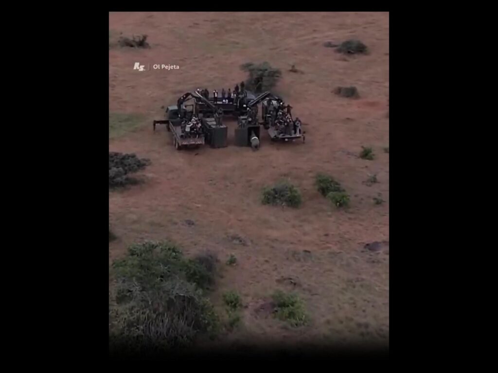 オリから出てくる灰色のサイ