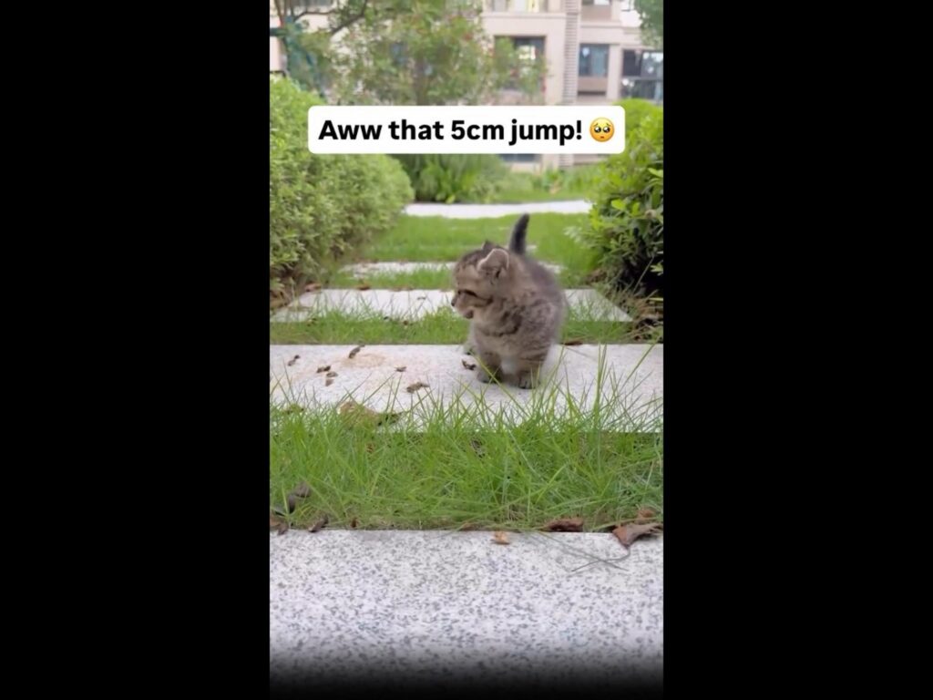 灰色のしま模様の子猫が道に立っている