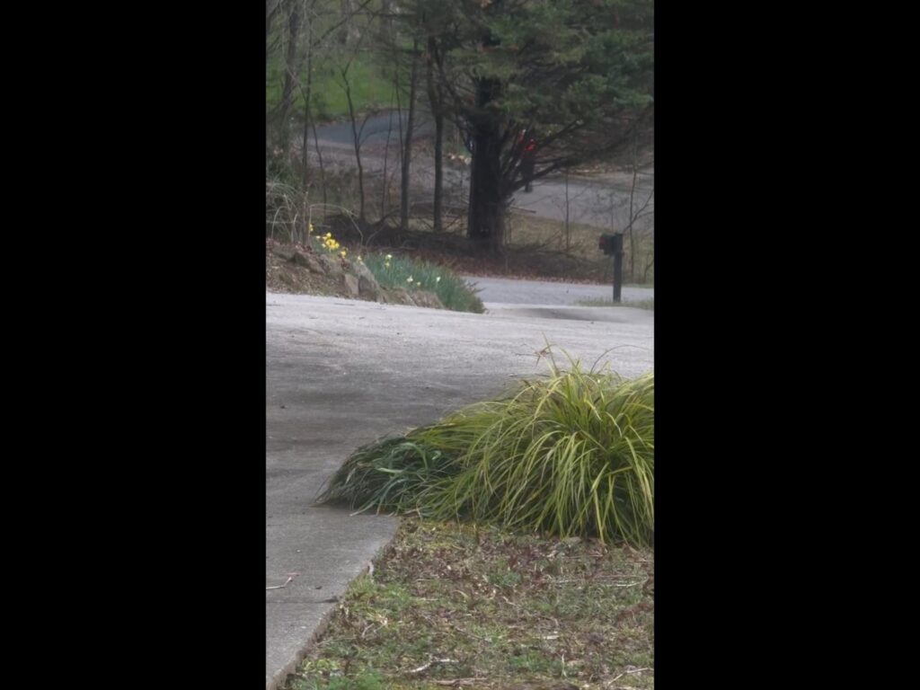 舗装された坂道と道端の草木や黄色い花