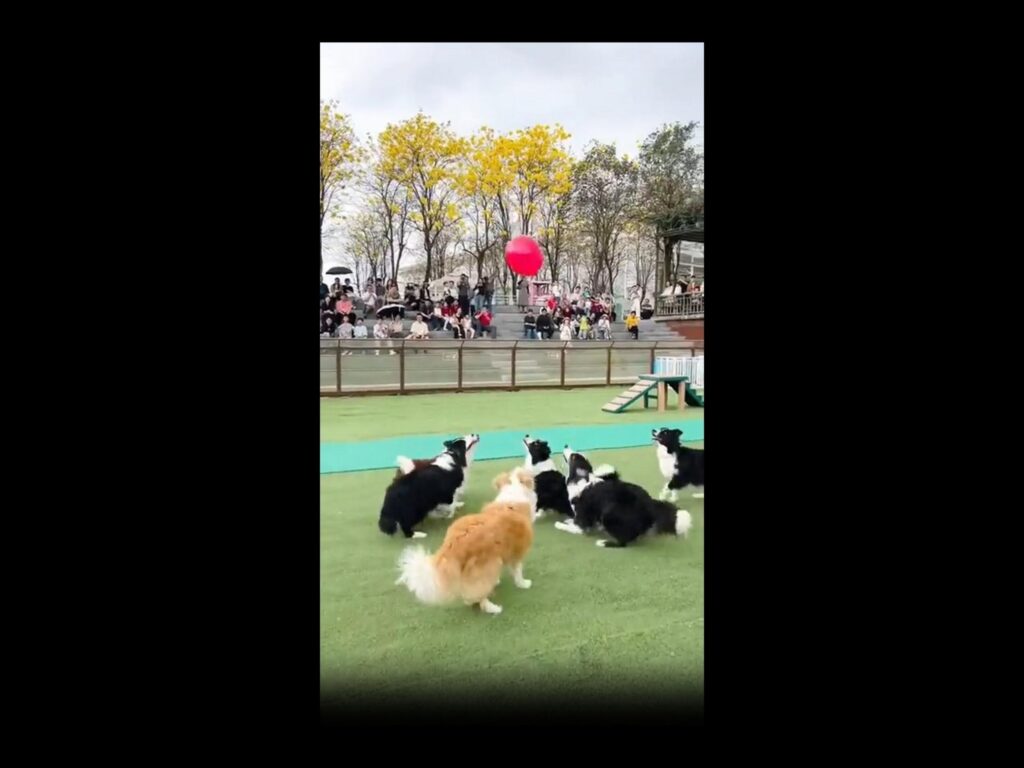 風船を追って跳ねる白黒や茶色の犬たち