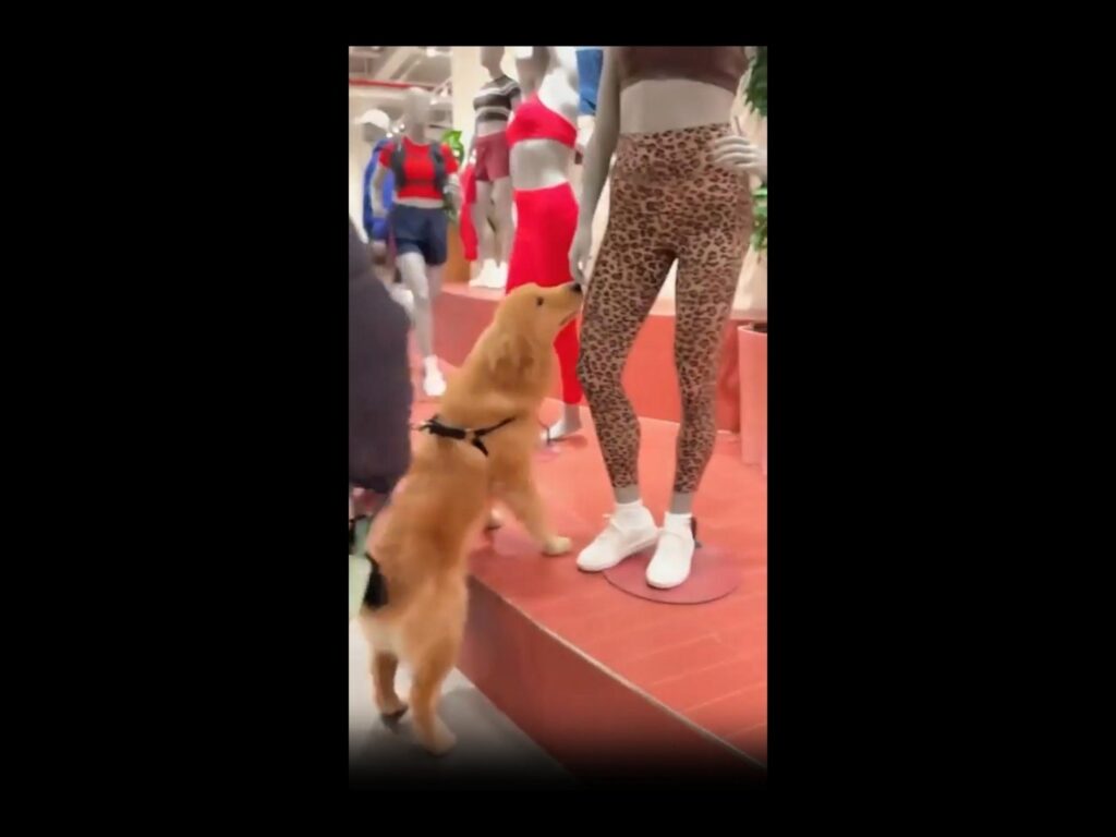 茶色の犬がマネキンを見上げている