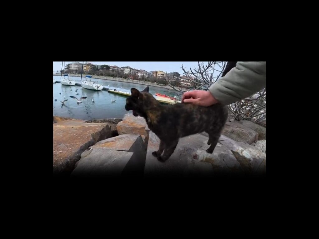 岩の上で撫でられているサビ柄の猫