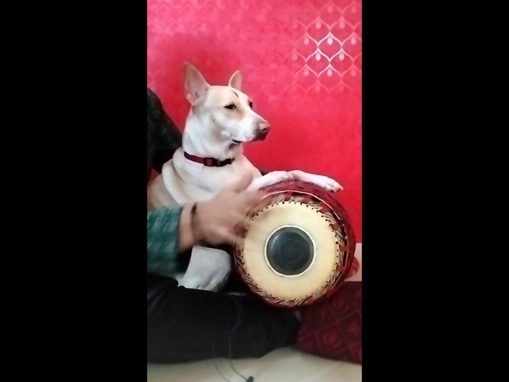 太鼓を叩く白い犬