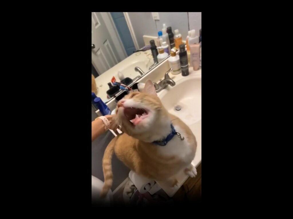 口を大きく開けてあくびをする茶トラの猫