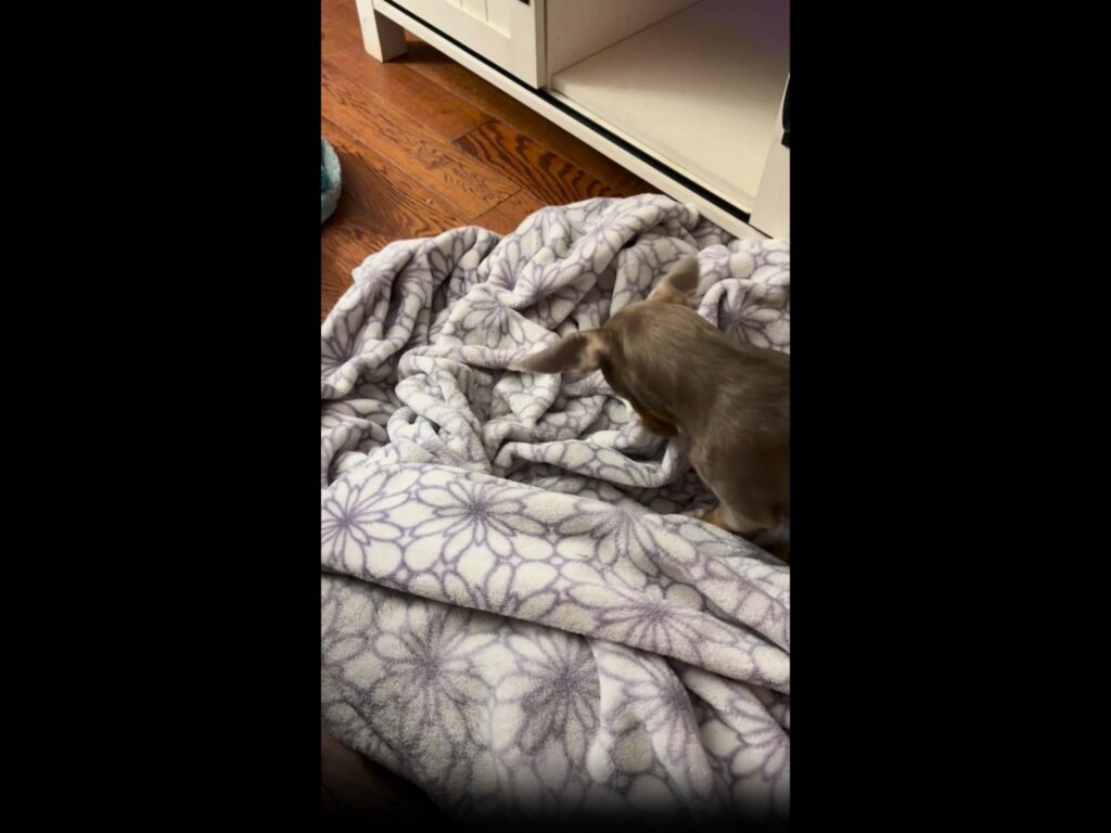 薄茶色の犬が毛布の匂いを嗅いでいる