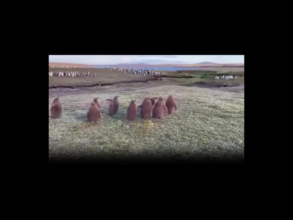 茶色いペンギンの雛が集団で歩いている