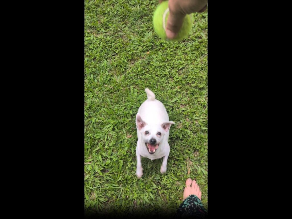 ボールを見上げる白い犬