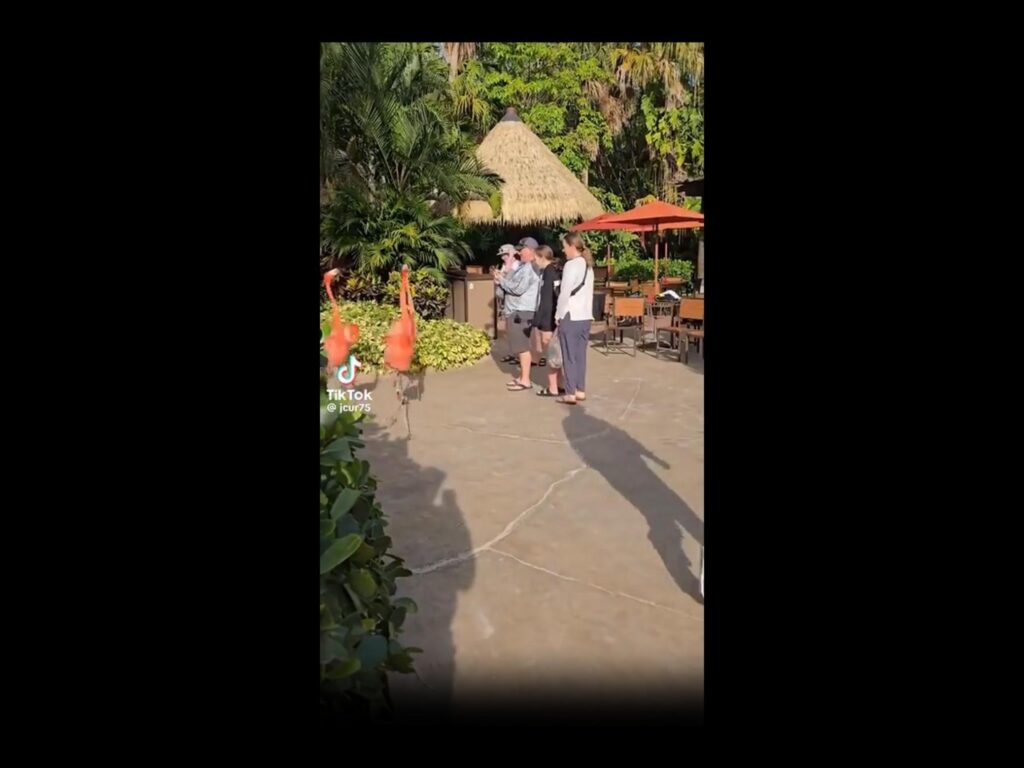 ピンク色のフラミンゴが歩いている