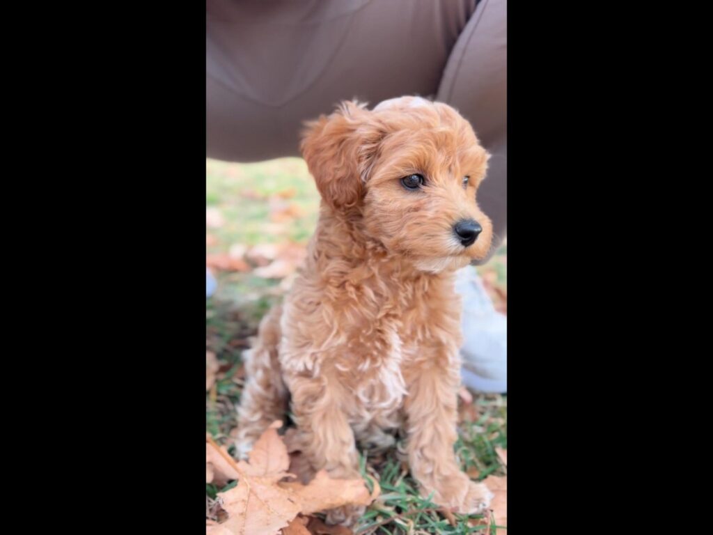 茶色い子犬が落ち葉の上で座っている