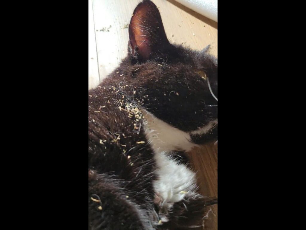 黒白の猫が横たわっている