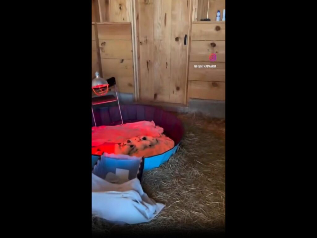 寝ている白黒のダルメシアンの子犬たち