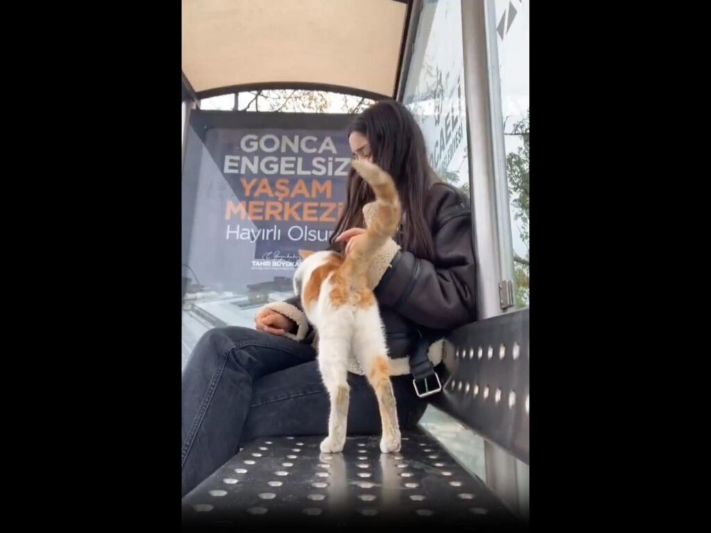 ベンチで人に撫でられている茶白の猫