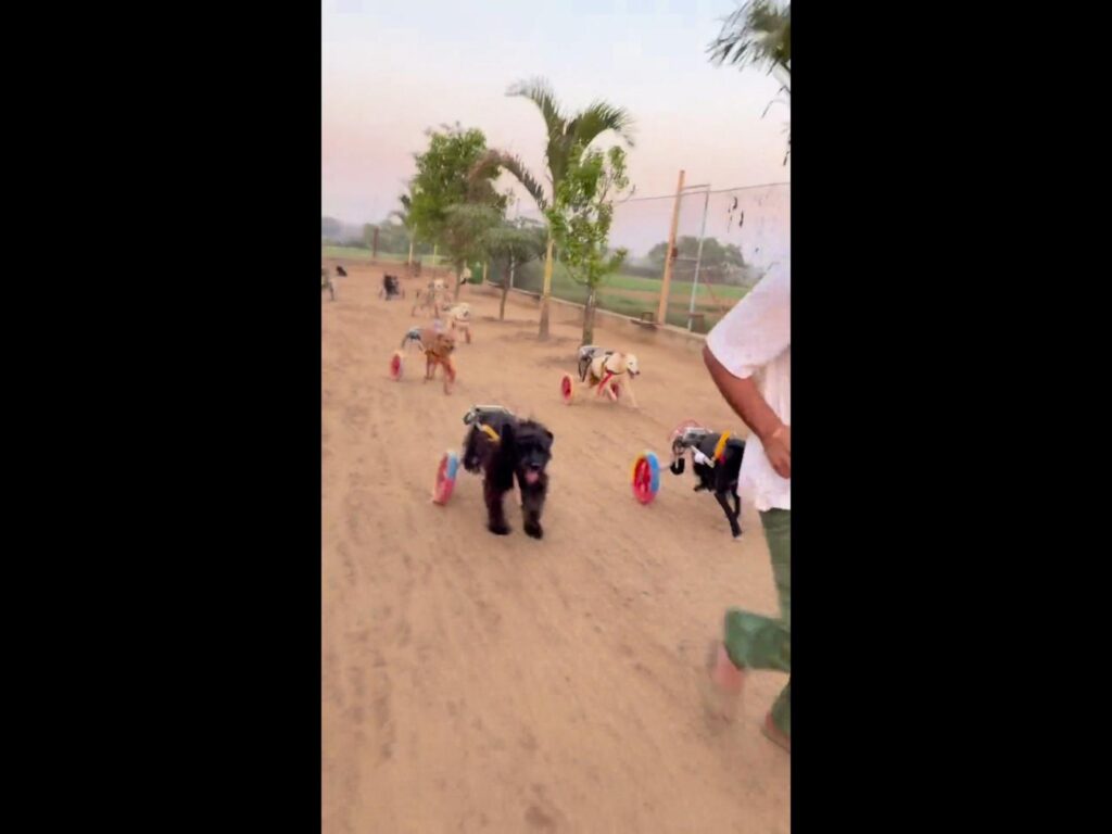 車椅子で走る黒や茶色などの犬たち