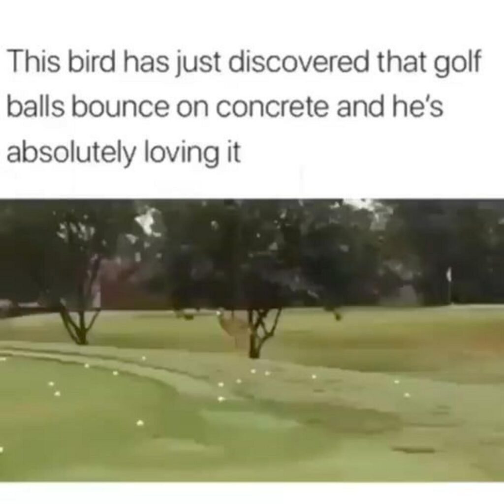 茶色の鳥がゴルフボールで遊んでいる