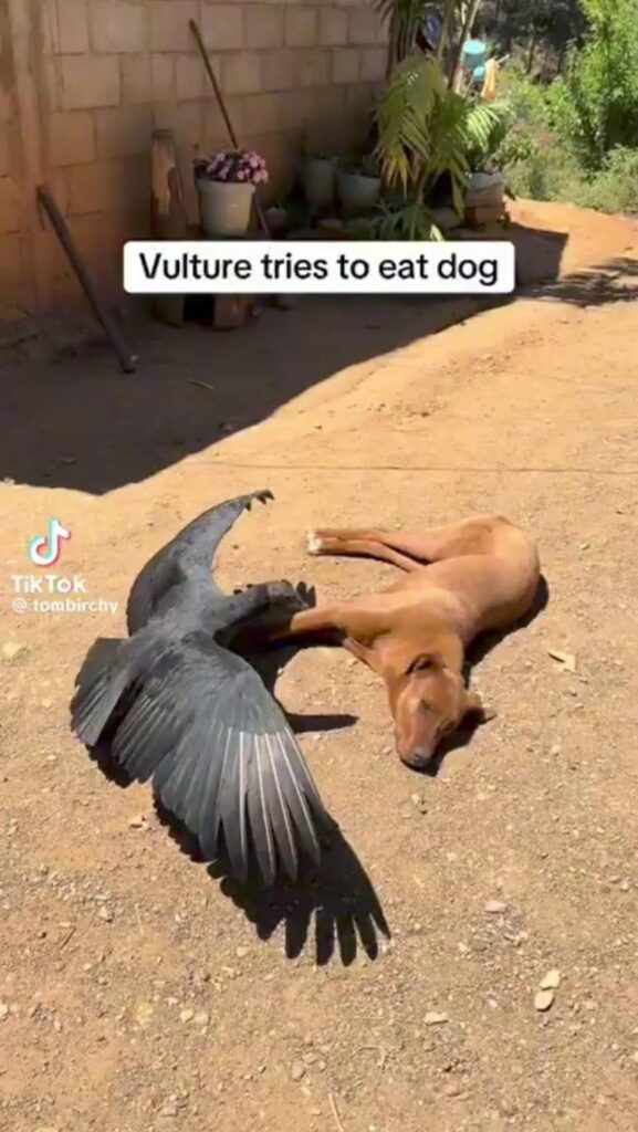 黒いハゲワシが茶色い犬を襲っている