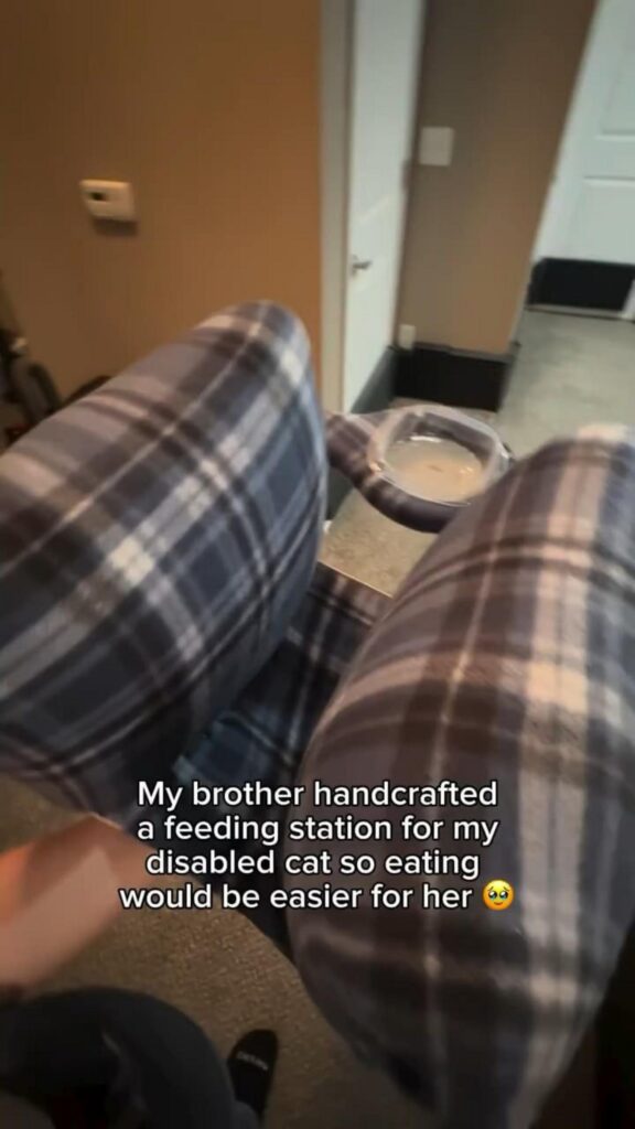 障害のある猫用の手作り給餌スタンド