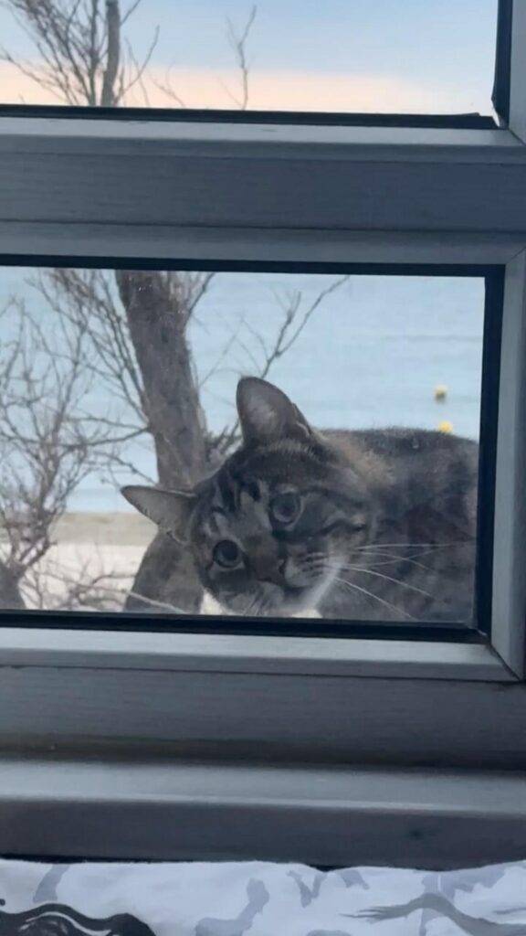 窓からこちらを覗き込むキジトラ猫