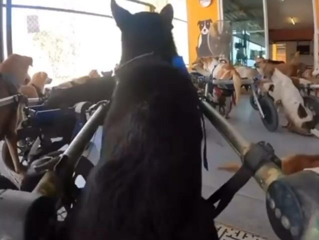 車椅子で移動する黒や茶色の犬たち