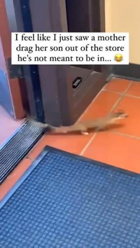 茶色のリスが子供を運んで走る