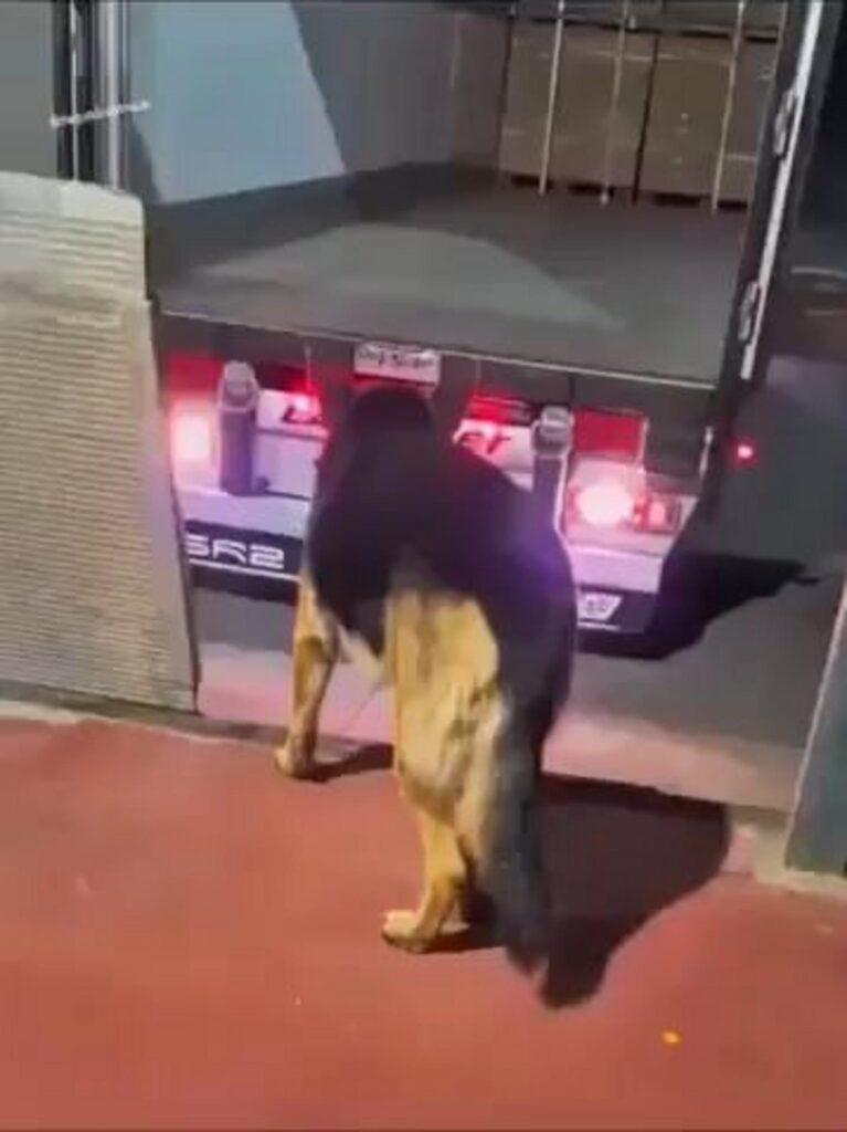 トラックへ歩く黒と茶色のシェパード