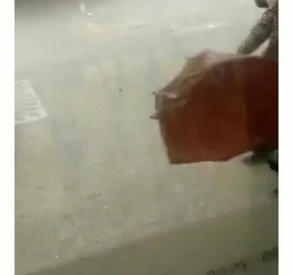 茶色の豚が走っている