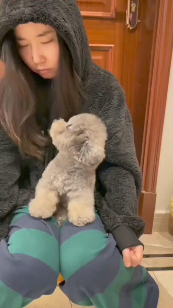 灰色の犬が人の膝の上で見つめている