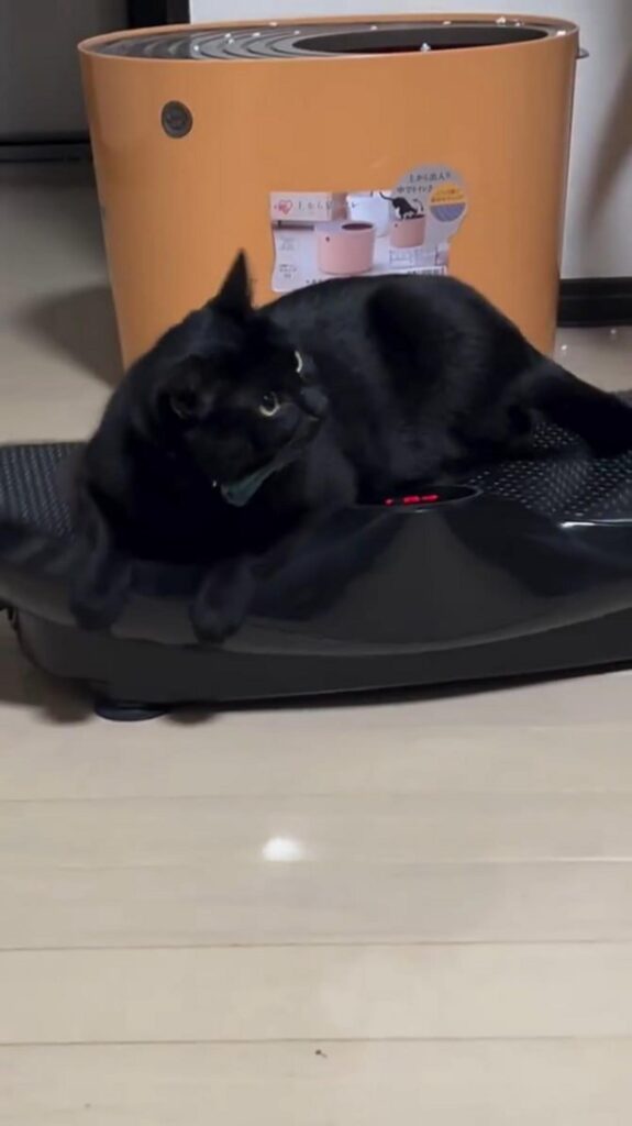 振動マシンの上に座っている黒猫
