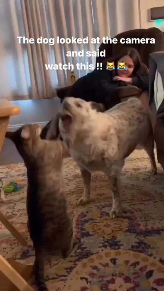 二足で立つ茶色の猫と向き合う斑点模様の犬