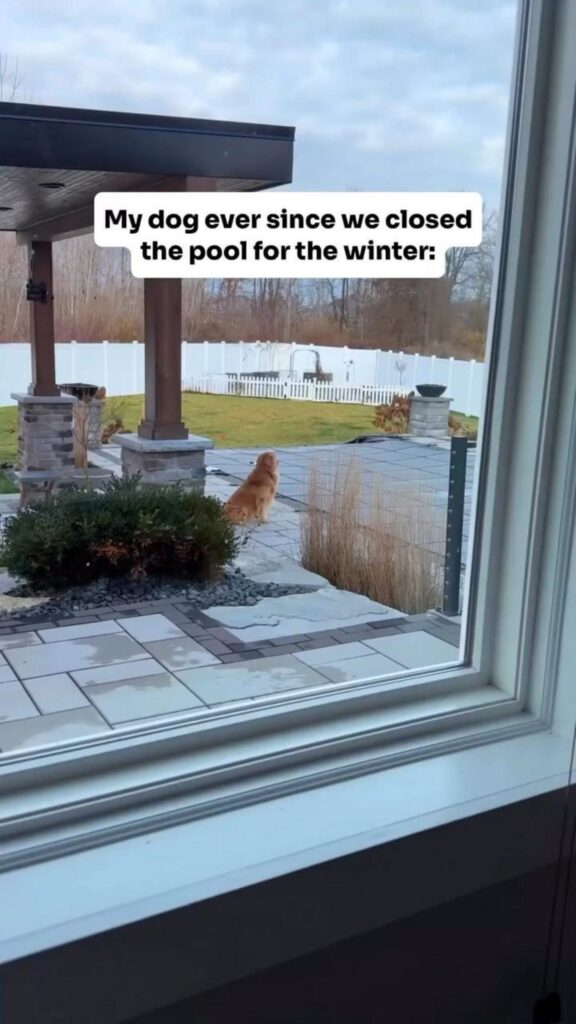 茶色の犬が座ってプールを眺めている