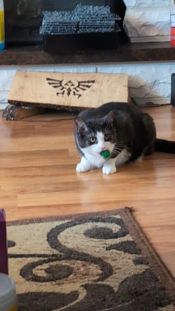 緑のおもちゃを咥えて伏せる白黒の猫