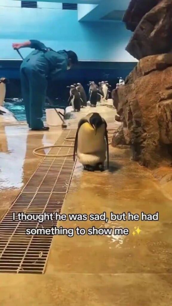 白黒黄色のペンギンが下を向いて立っている