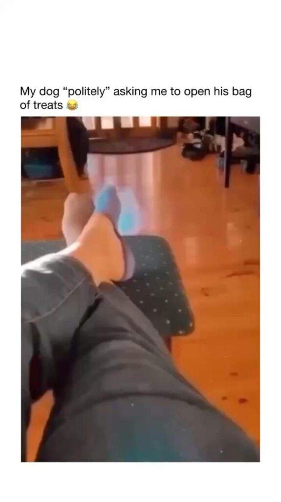 激しく頭を振る灰色の犬