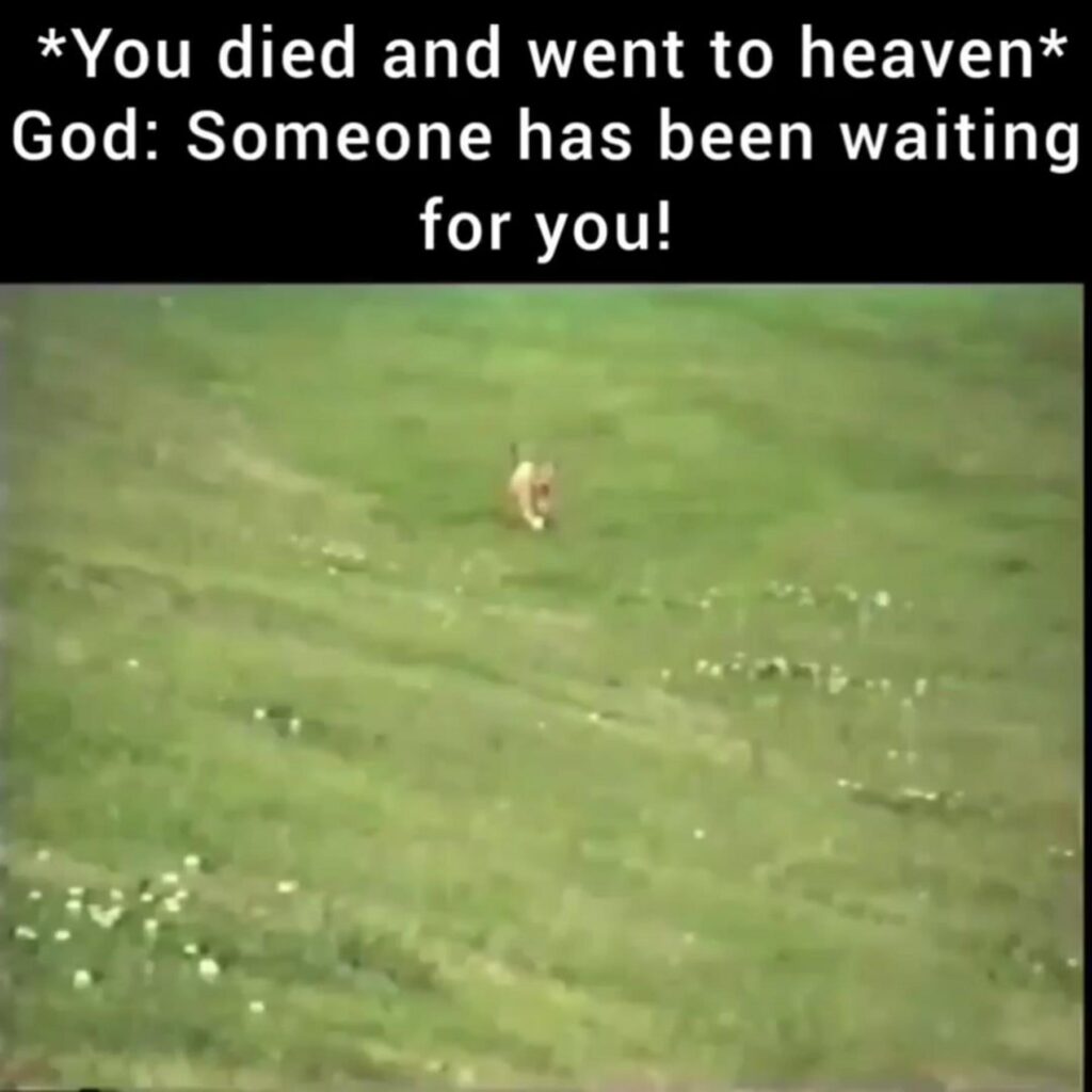 茶色の犬が草原を走っている