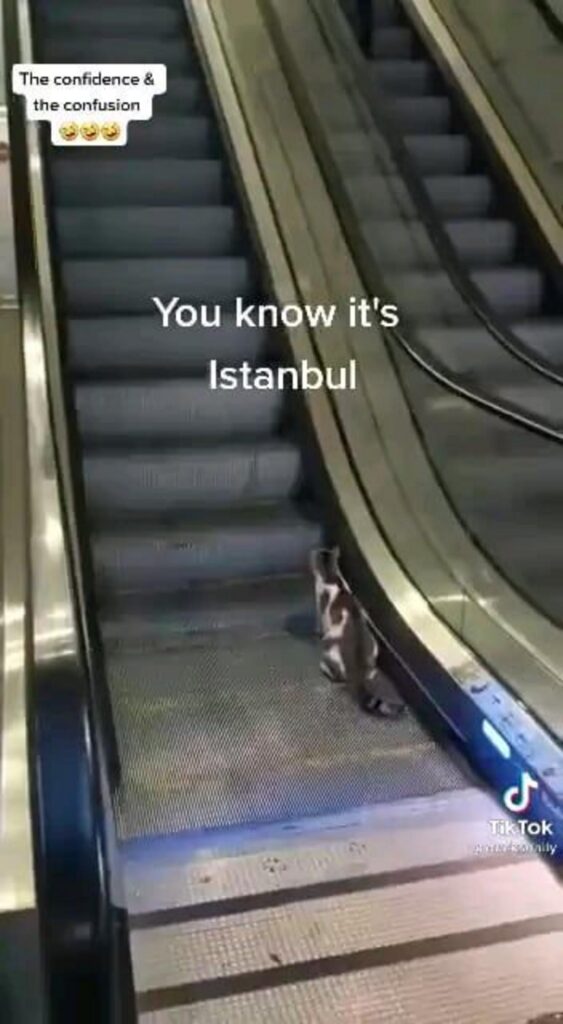 エスカレーターに乗る白黒の猫