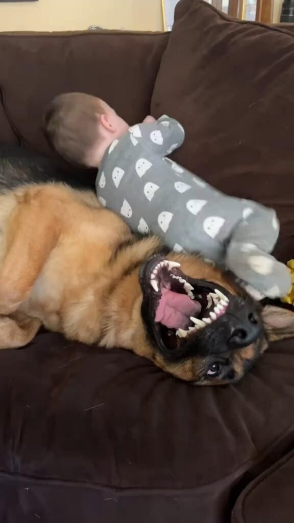 茶黒の犬と灰色の服の赤ん坊が寝転ぶ