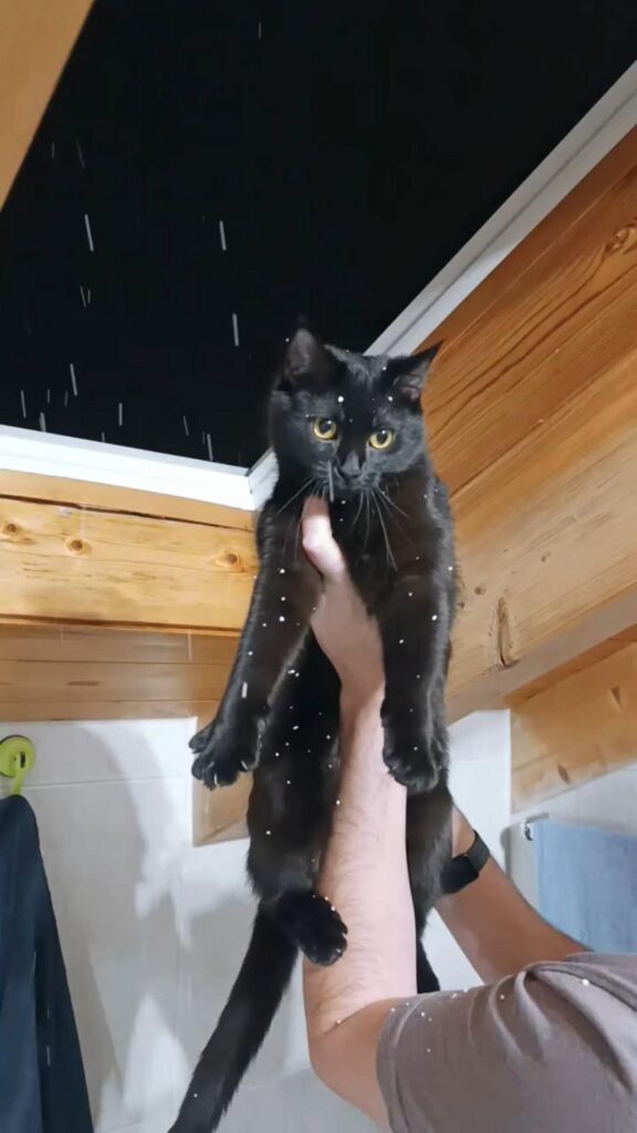 持ち上げられている黒猫