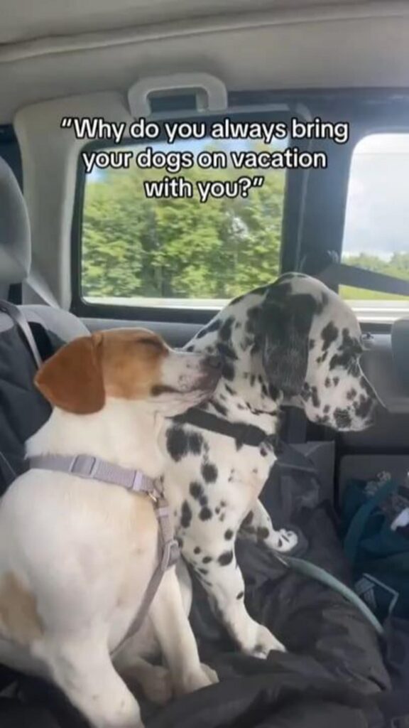 車内で寛ぐ白茶と白黒斑点模様の犬二匹