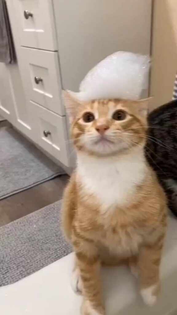 泡を頭に乗せて座る茶白の猫