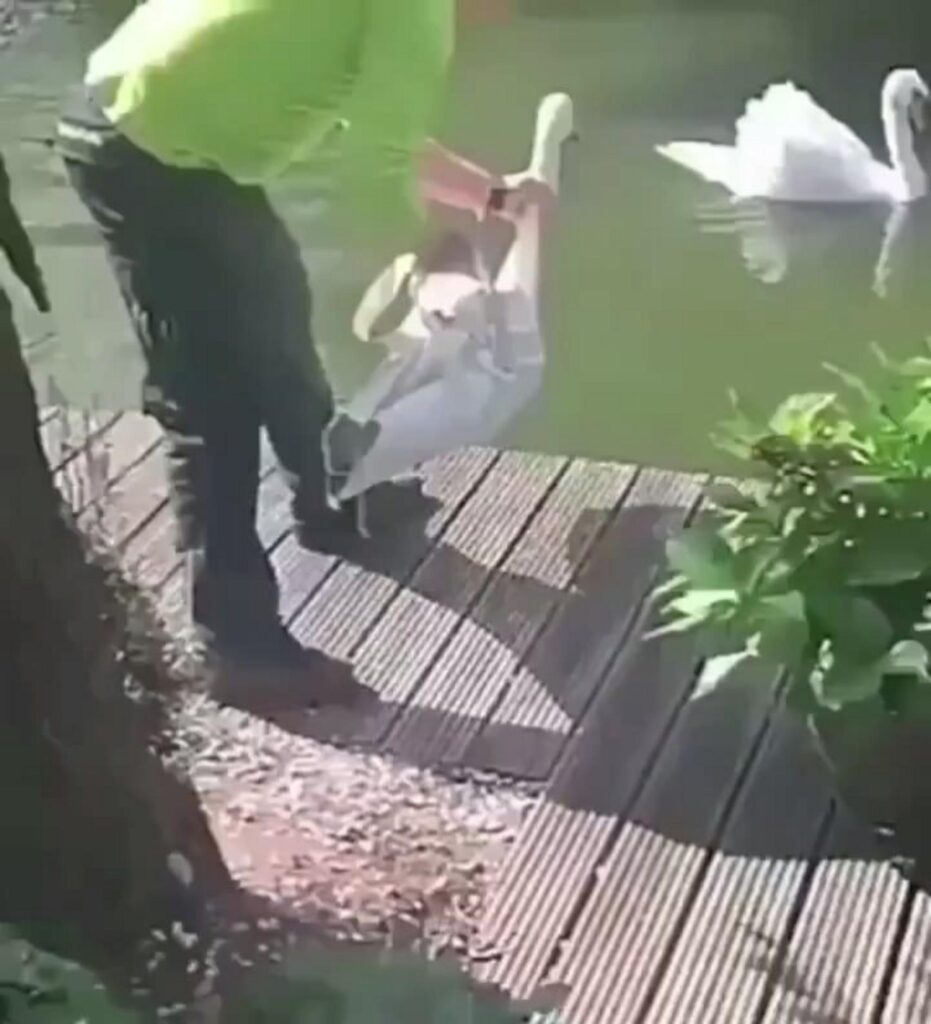 人間に抱えられている白い白鳥