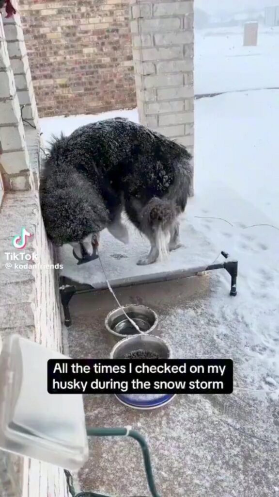 雪を被り外に立つ黒いハスキー