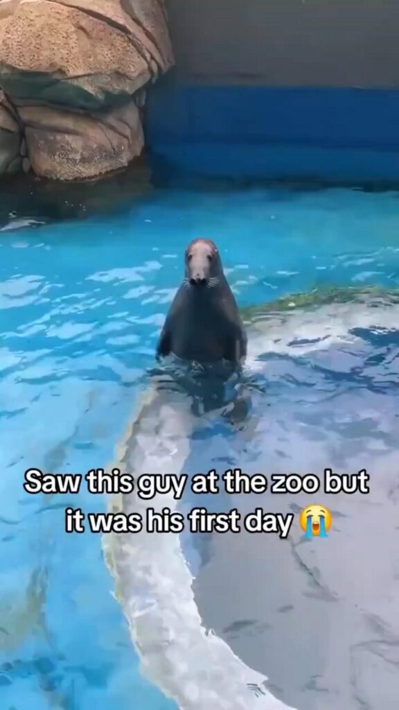 水から顔を出し見つめる灰色のアザラシ