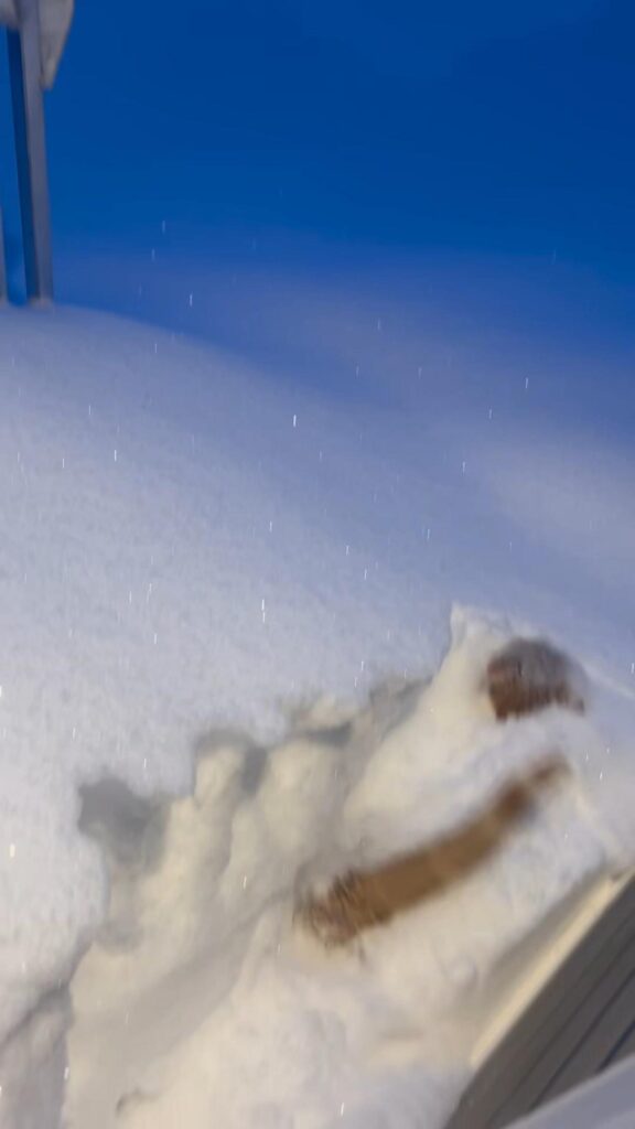 茶色い猫が雪の中に飛び込んでいる