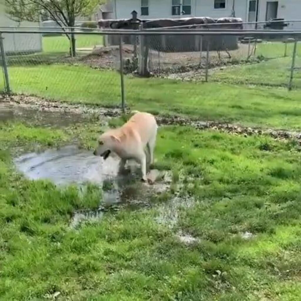 水たまりで遊ぶクリーム色の犬