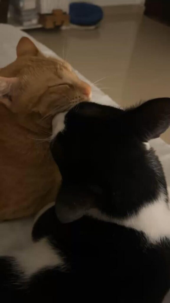 茶トラ猫と白黒の犬が寄り添っている