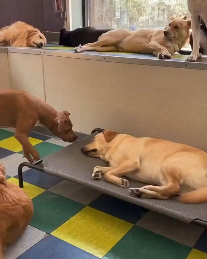 茶色や黄色の犬が室内で寝たり休んでいる