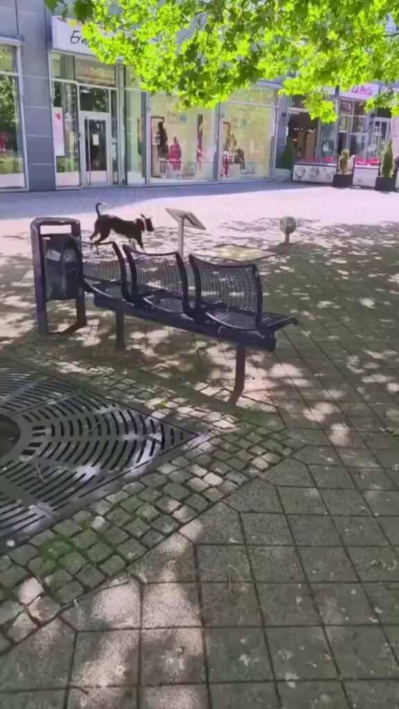 焦げ茶と白の犬が歩いている