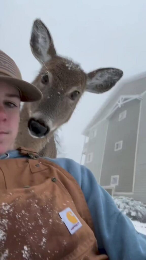 茶色のシカがカメラを覗き込んでいる