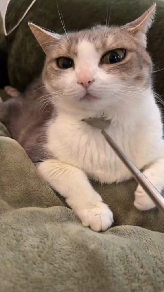 器具で顎を撫でられている灰色と白の猫